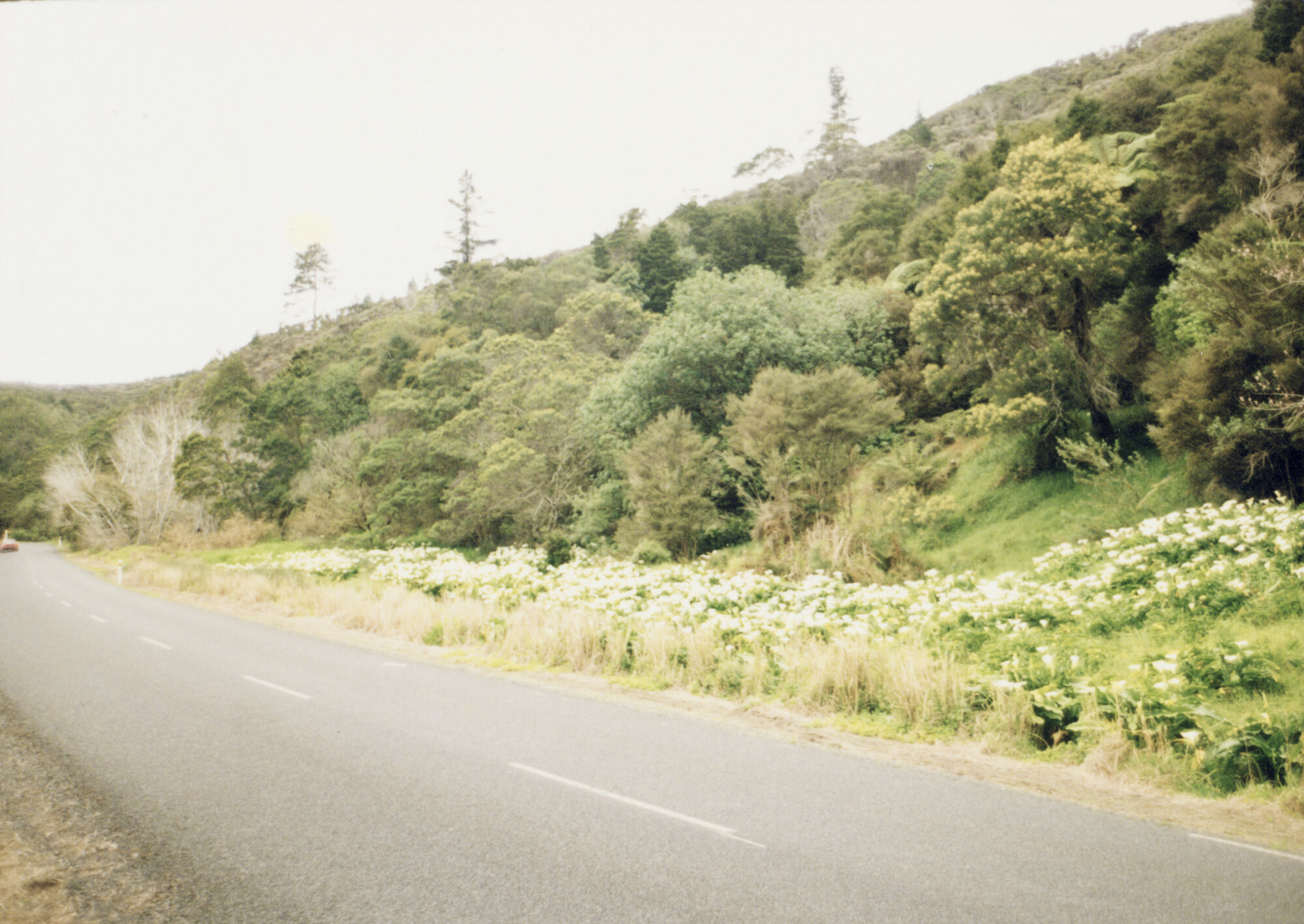 Lillies near Kiripaka Memorial Bridge