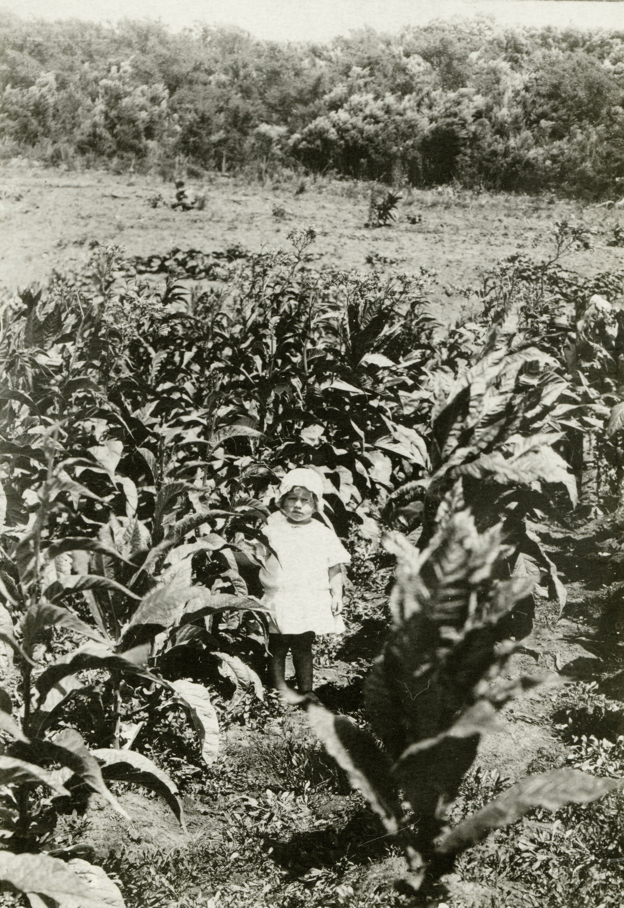 Tobacco on the Matich Farm, Waipapakauri