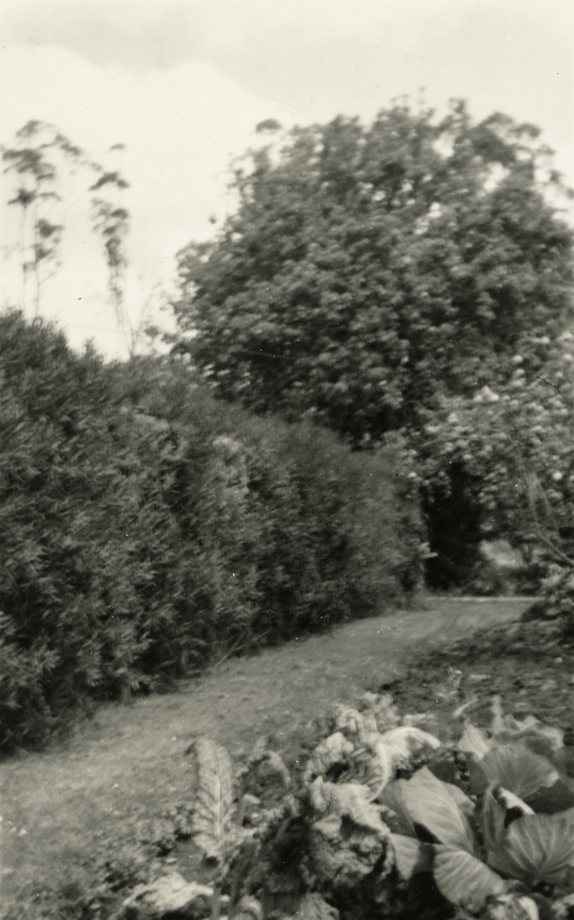 Old Pear Tree at Keri Keri