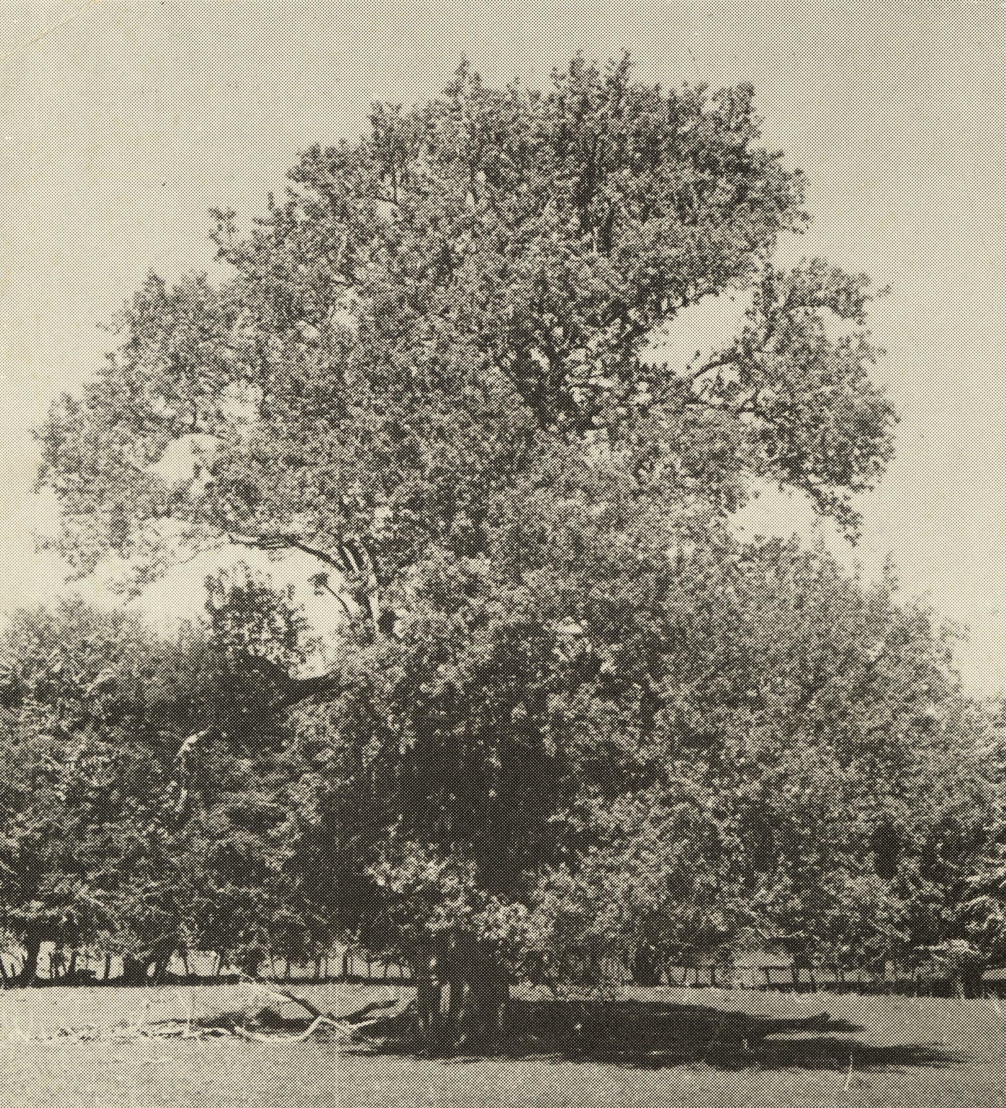 Pear Tree at Reverend Chapman's Old Mission Station Site at Te Ngae, Rotorua