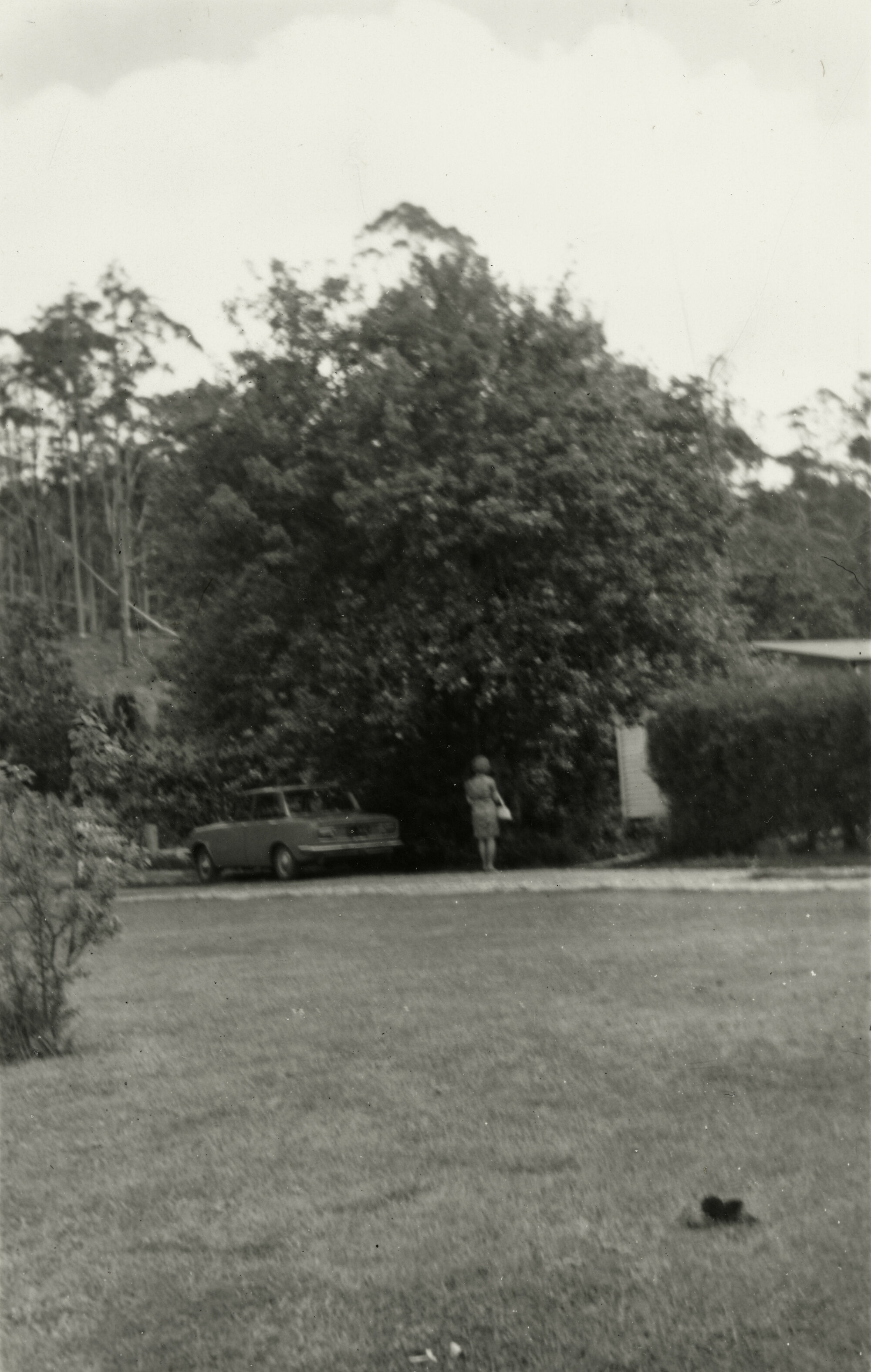 Old Pear Tree at Kerikeri 