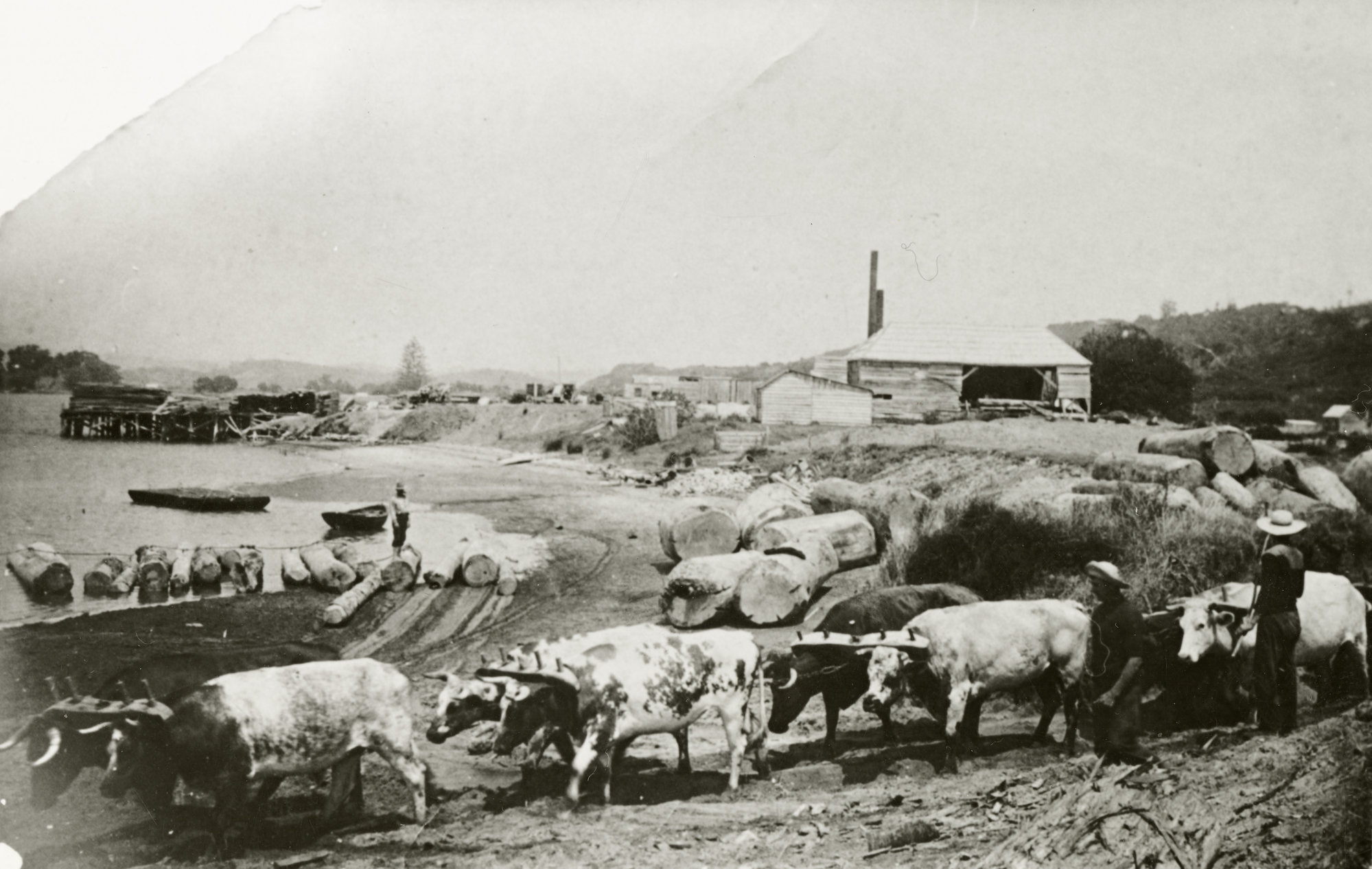 Ngunguru Timber Mill and Bullock Team