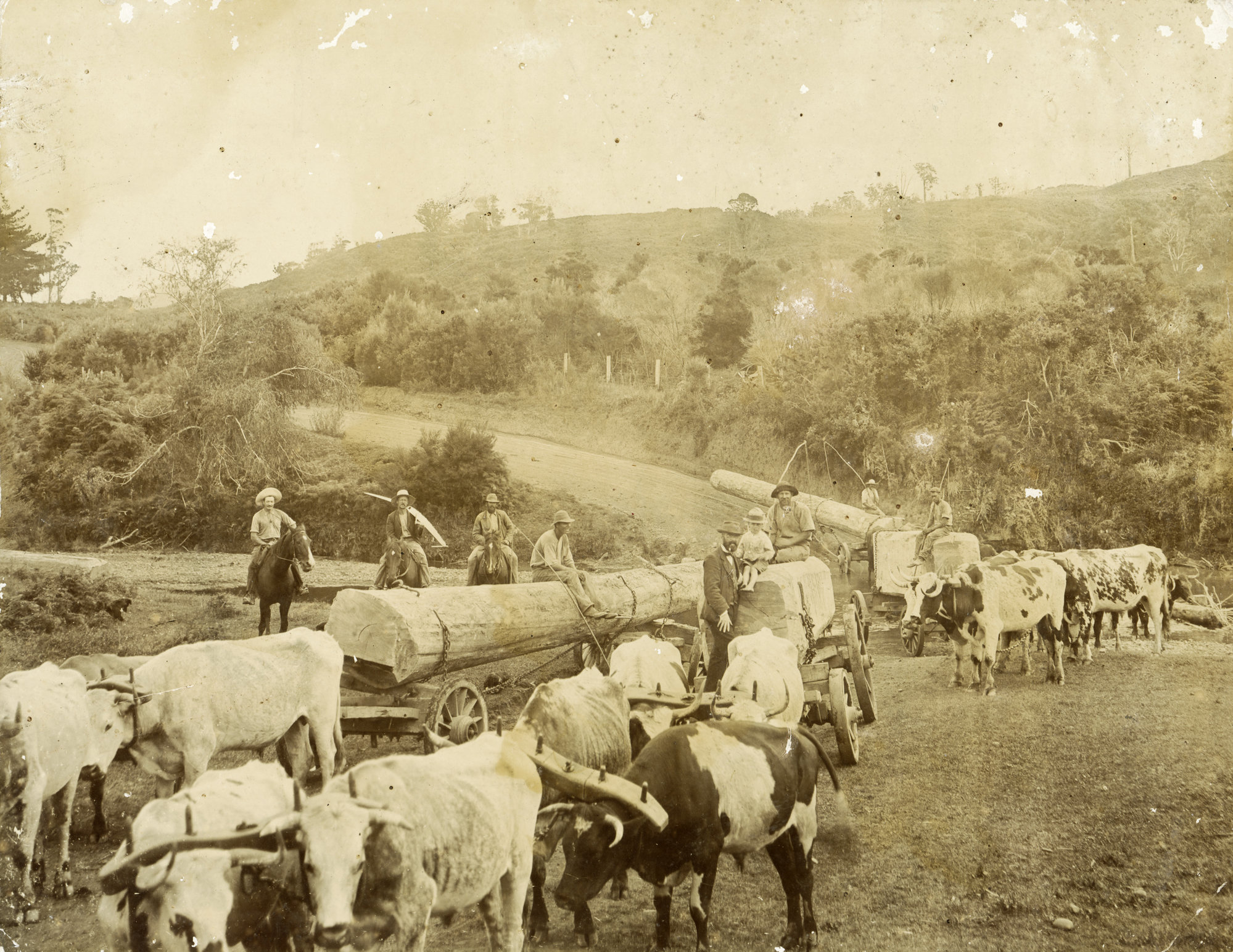 Bullock Teams Hauling logs across Peria River, Victoria Valley area near Kaitaia