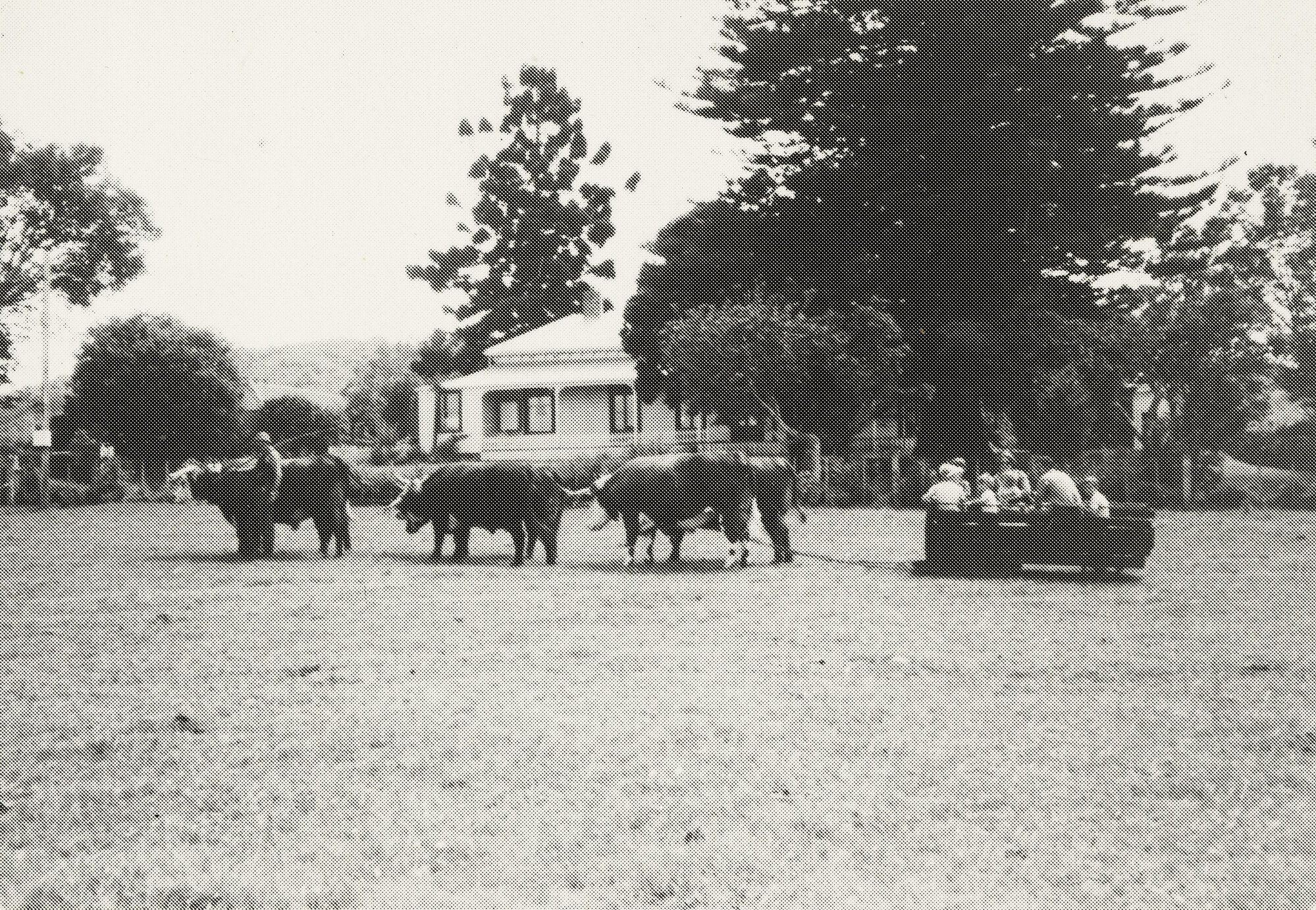 Bullocks Give a Ride Outside the Clarke Homestead 