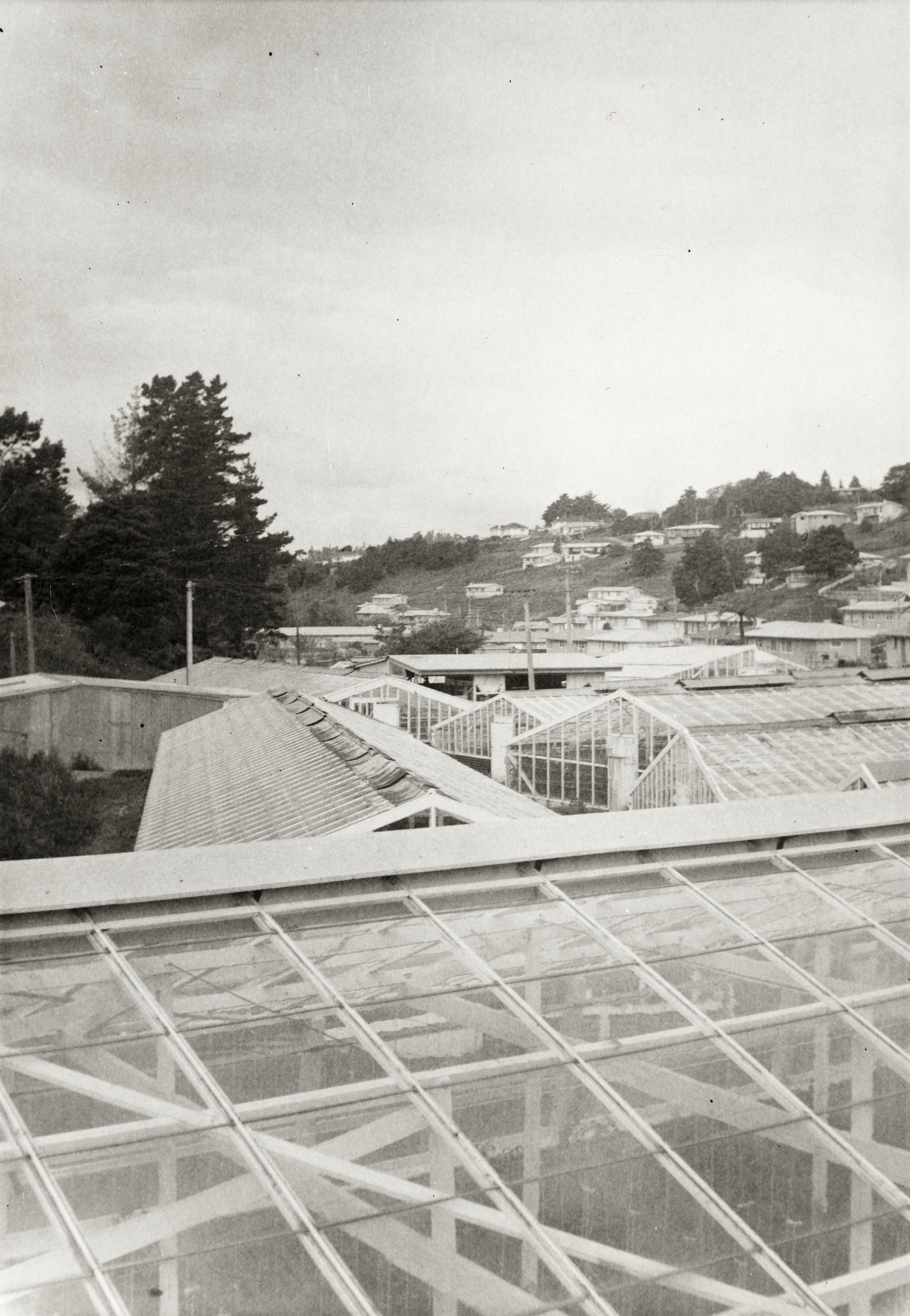 Cameron's Glasshouses, Maunu Road, Whangarei