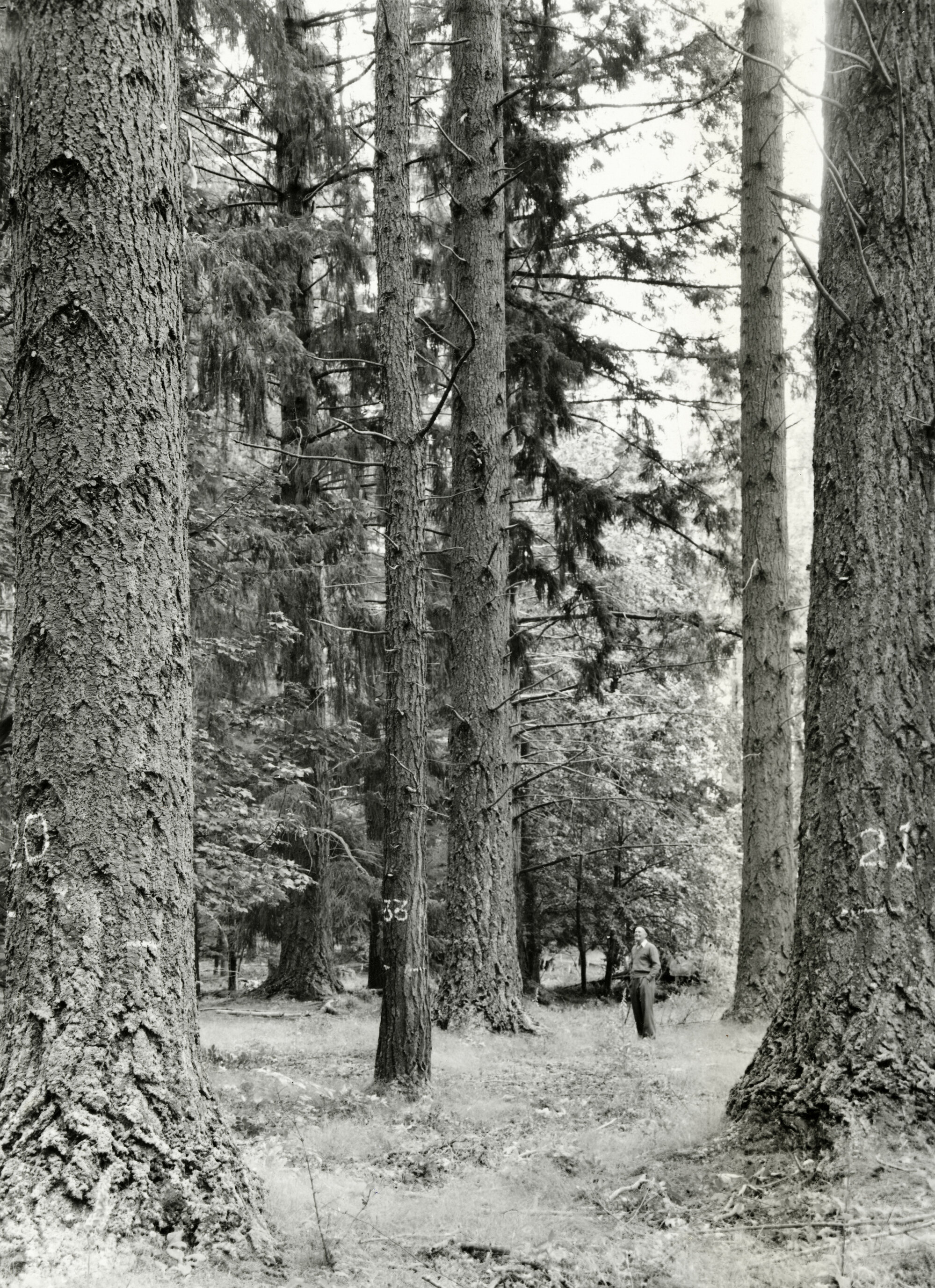 Douglas Firs at Peel Forest Estate 