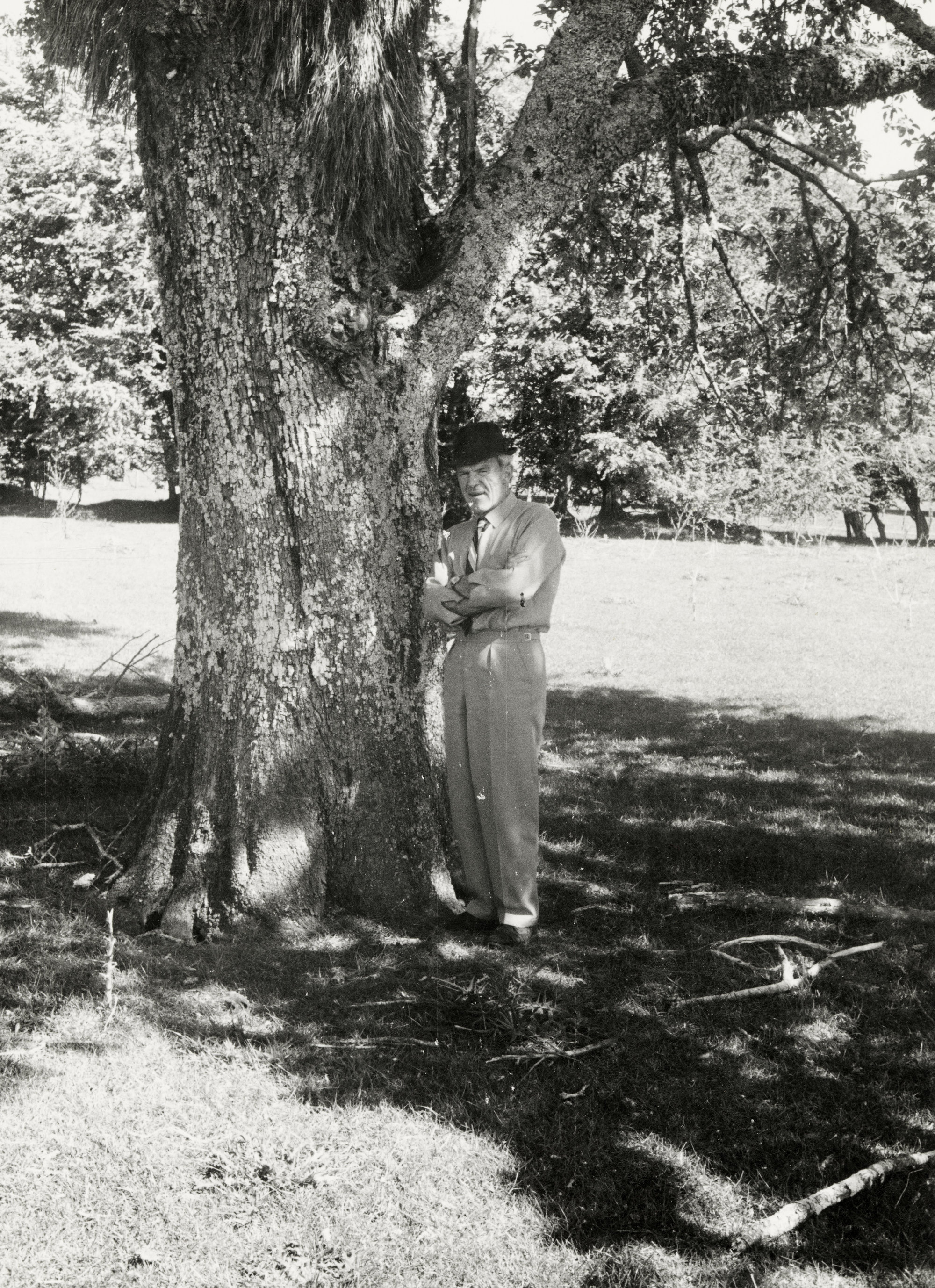 Pear Tree at Rev. Chapman's Old Mission Station Site at Te Ngae, Rotorua