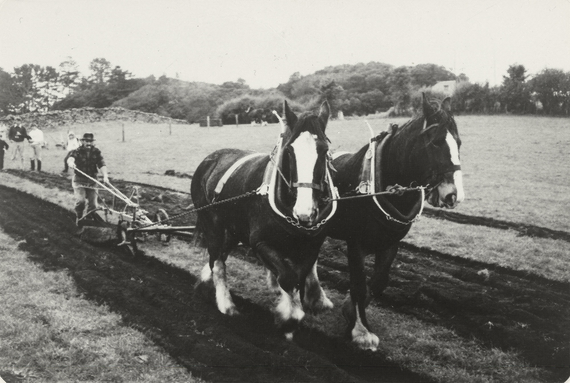 Ploughing at Heritage Park