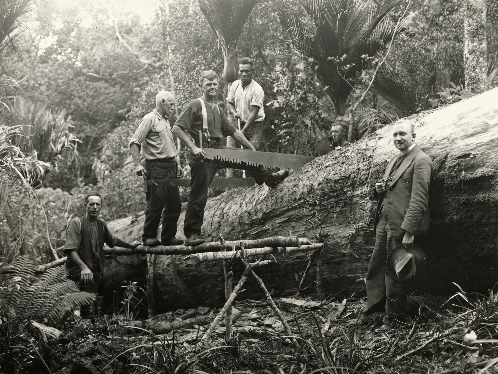 Crosscutting, Five Men Working on a Large Log in Northland