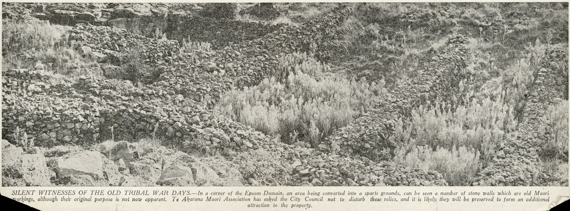 Silent Witness of the Old Tribal War Days - Epsom Domain, Auckland