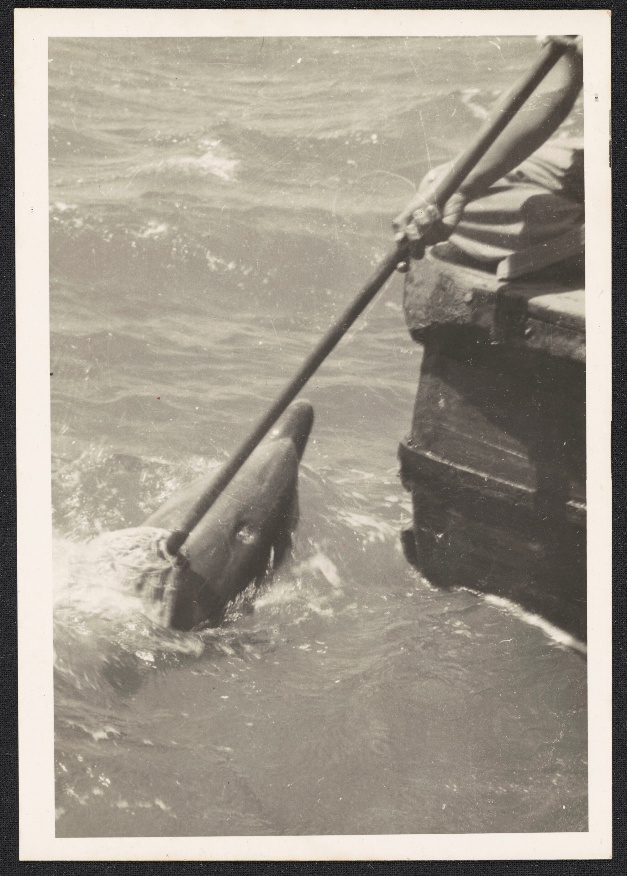 Opo the dolphin being rubbed with a mop