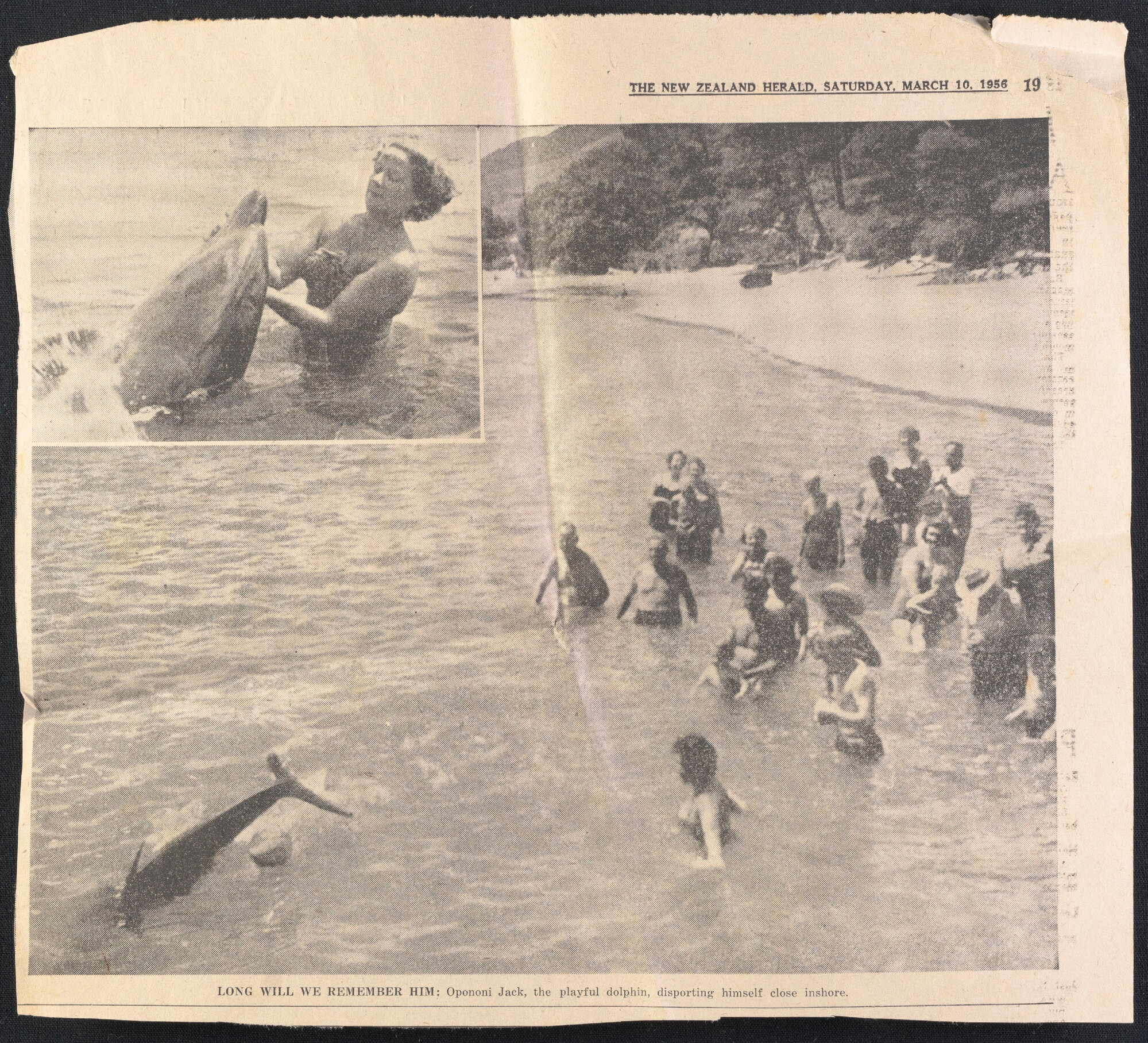 Long will we remember him: Opononi Jack (Opo)