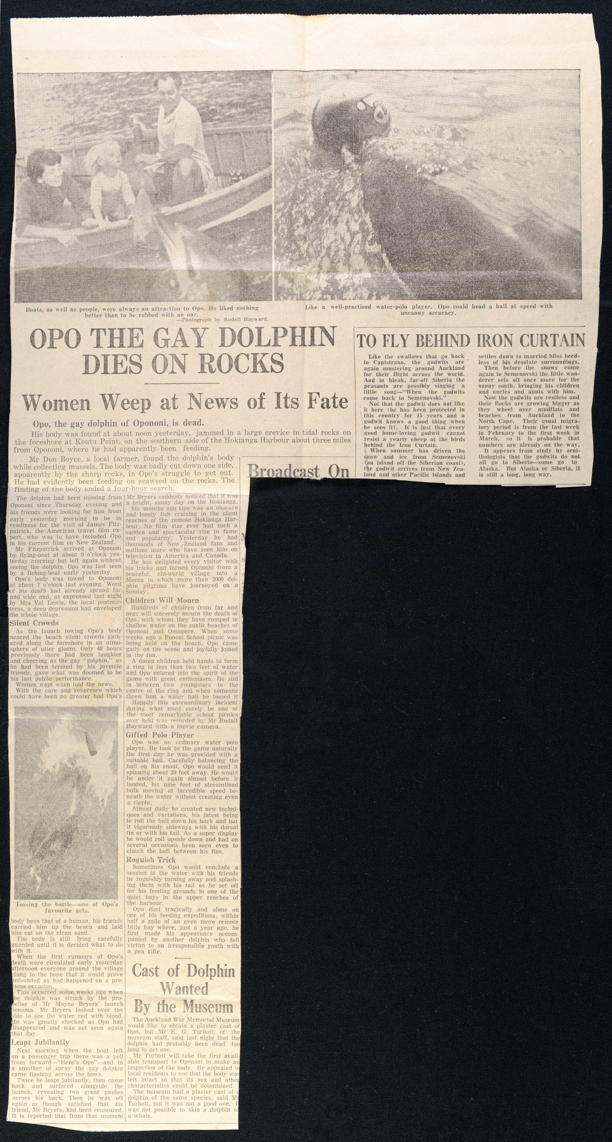 Opo the gay dolphin dies on the rocks