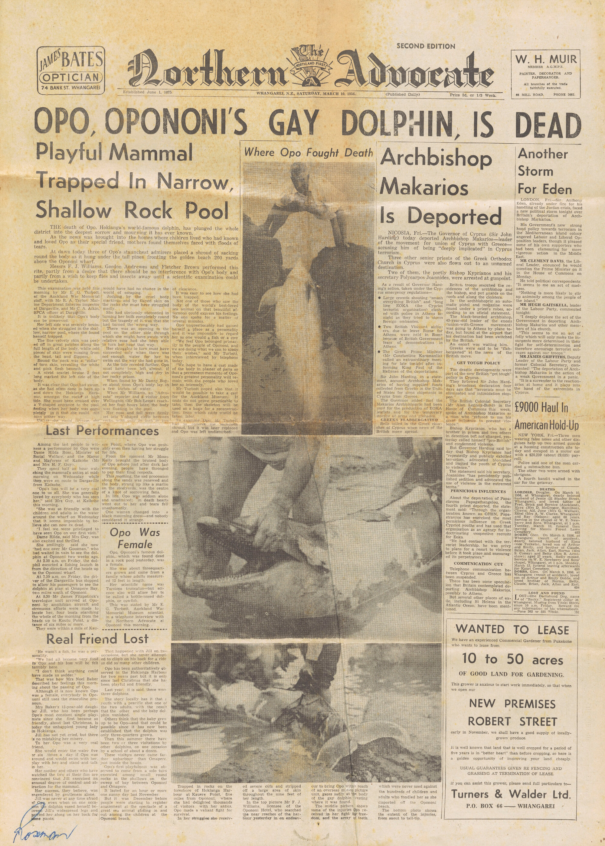 Opo, Opononi's gay dolphin, is dead