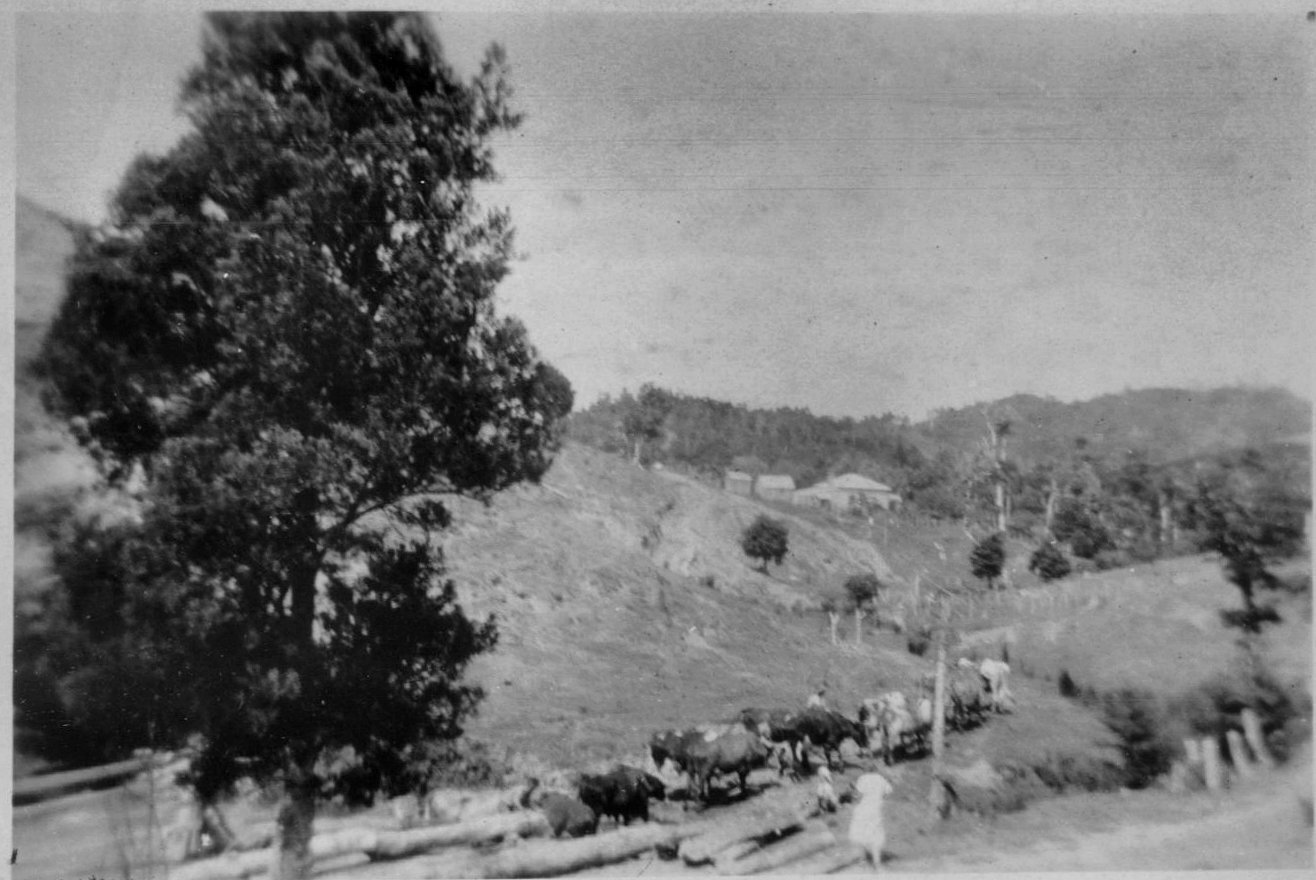 Bullocks Hauling Logs