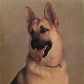 Whangarei Photo News September 1964