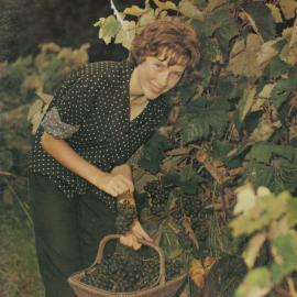 Whangarei Photo News June 1966