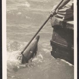 Opo the dolphin being rubbed with a mop