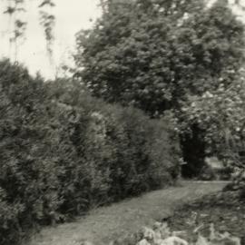 Old Pear Tree at Keri Keri