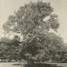 Pear Tree at Reverend Chapman's Old Mission Station Site at Te Ngae, Rotorua