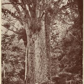 Tane Mahuta - Rotary Club of Wangarei, New Zealand Card (Front)