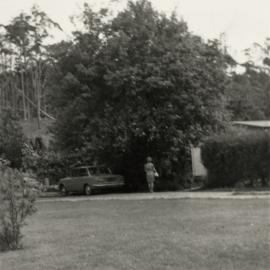 Old Pear Tree at Kerikeri 
