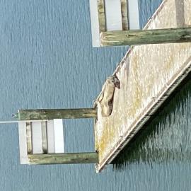 Sealion on the pontoon at the Whangarei Loop