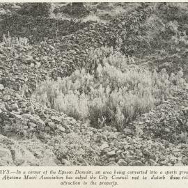 Silent Witness of the Old Tribal War Days - Epsom Domain, Auckland