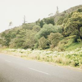 Lillies near Kiripaka Memorial Bridge