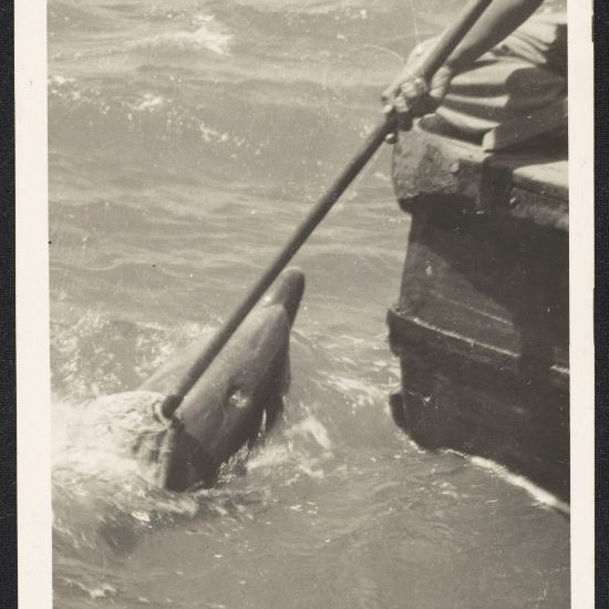 Opo the Dolphin