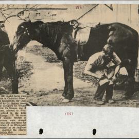 PN01.28 Blacksmith Mr Chas Lee shoeing a horse owned by Dr Sissons