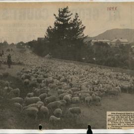 PN01.42 Sheep coming down Bank Street - then known as Harrison's Hill, December 1898